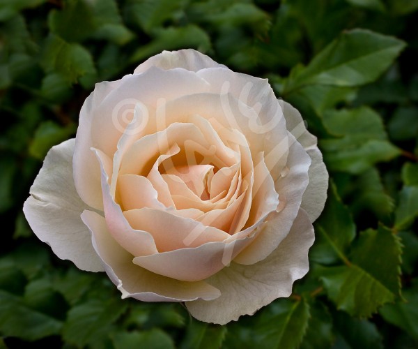 TASMANIA White Rose